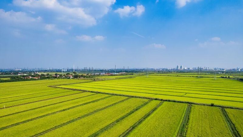 智慧农业种植系统：如何选择最适合你的解决方案