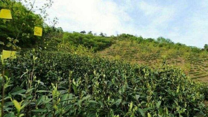 山东农产品价格波动背后的秘密