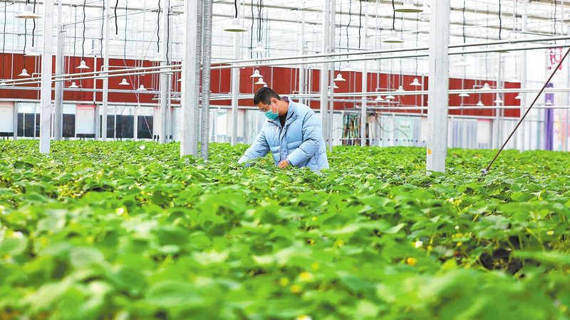 蔬菜种植培训班：价值与成本分析