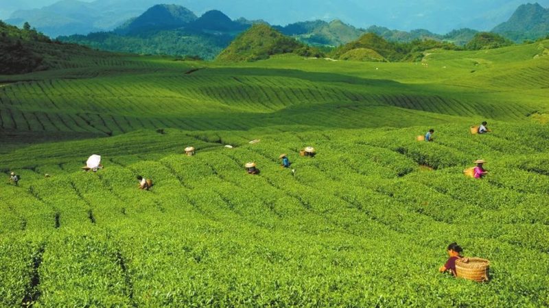 山东粮食种植设备：参数对比解析，助力高效种植