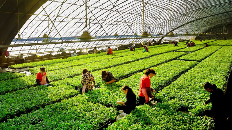 农资肥料真假辨别的关键点，你掌握了吗？**