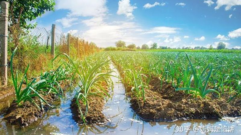 粮食作物病虫害防治：药剂选用的科学之道**