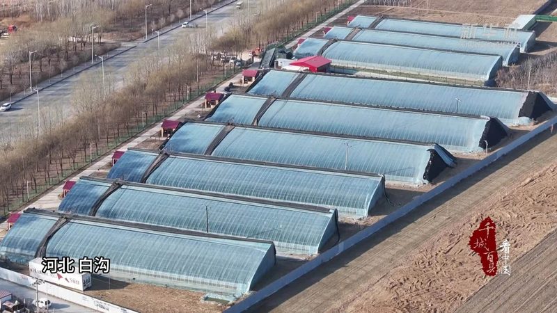 河南粮食种植合作社贷款政策解析：助力合作社发展的金融支点**