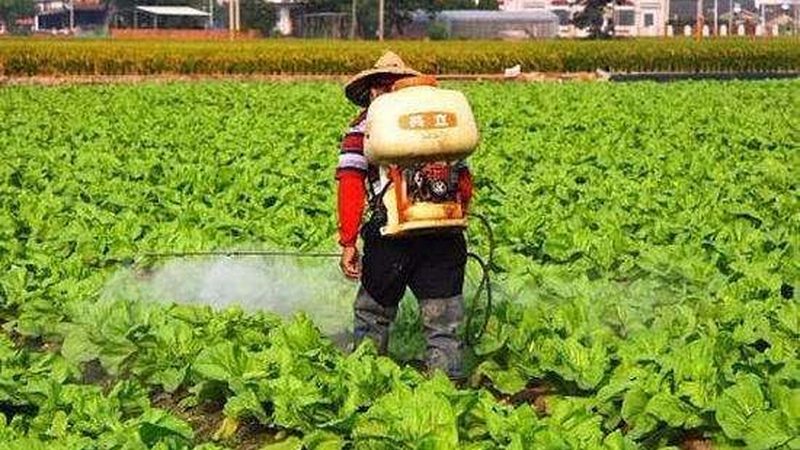 粮食种子代理加盟，如何把握关键条件？**