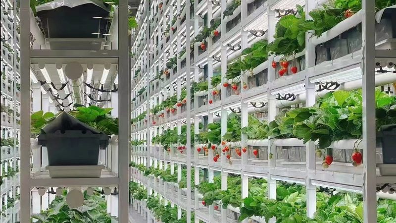 农业种植技术：如何选择合适的技术公司**